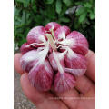 fresh red purple white wholesale china garlic price